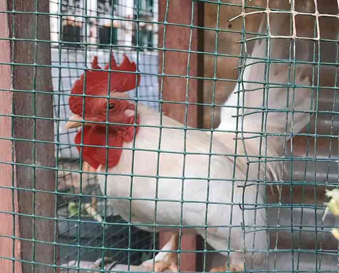 Ayam kate sebagai salah satu ayam yang tepat dipiara di rumah