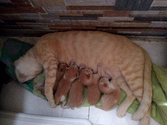 Induk kucing sedang menyusui anak kucing umur 1 bulan